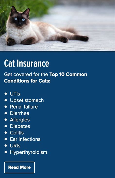 Best cat pet insurance. Things To Know About Best cat pet insurance. 
